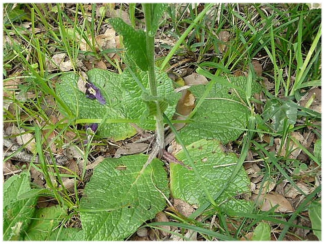 Verbascum phoeniceum / Verbasco porporino